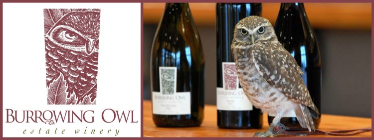 burrowing-owl